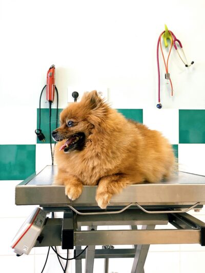 Pet & Animal services